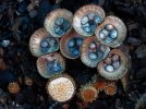 interesting-mushroom-photography-89__880.jpg