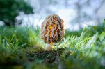 interesting-mushroom-photography-601__880.jpg