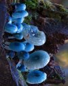 18 fabulous fungi photos that call into question everything you know about nature_.jpg