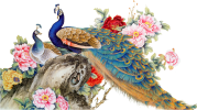 Peacocks and flowers.png