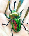 Rainbow Stag Beetle.jpg