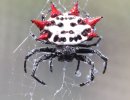 Spiny_backed_orbweaver_spider.jpg