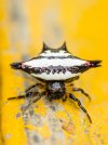 Gasteracantha_-_Spiny_orb-weavers.jpg