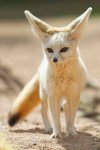 Fennex fox, of ook wel de woestijnvos_ Ik weet niet waarom, maar ik vind ze geweldig om te zien!.jpg