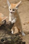 fennec.jpg