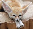 Fennec_Fox.jpg