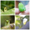 Japanese Emperor Caterpillars look like they're eavesdropping on your conversation.jpg