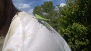 2014-09-17(144002)-work at the Farm-Mantis.jpg