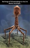 bacteriophage electron microscope.jpg