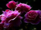 -Pink-Roses-.jpg