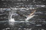 Blue_Footed_Booby.jpg