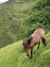 horse in ecuador.jpg