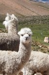 Three alpacas.jpg