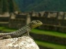 lizard_machu_picchu.jpg