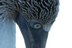 Blue Footed Booby North Seymour.jpg