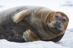 Bearded Seal.jpg