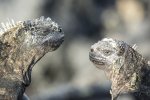 Marine Iguana 2.jpg