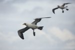 Nazca Booby.jpg