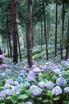 20 Dreamy Hydrangea Gardens That Are Giving Us Major Inspiration.jpg