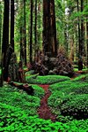 Redwoods Wonderland by Benjamin Yeager.jpg