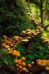 mushrooms near middle falls.jpg