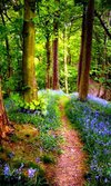 Fascinating-Photographs-of-Forest-Paths-to-another-world-18.jpg
