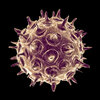 Varicella-zoster-virus.jpg