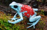 Harlequin Poison Frog (Oophaga silvatica) El Pangan Nature Reserve.jpg