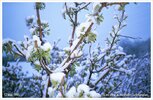 1995-05-12-006-6cm-snö-stockhol.jpg