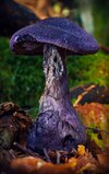 Cortinarius violaceus by Peter Pier.jpg