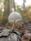 Porcelain fungus.jpg