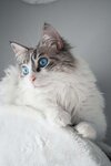 Most Popular Cat Breeds 2019 - I Like Cats Very Much.jpg