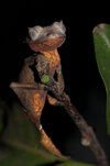 1024px-Uroplatus_ebenaui.jpg