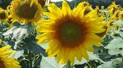 fiches_avec-la-flambee-des-prix-l-huile-de-tournesol-devient-le-nouvel-or-jaune-pour-les-agric...jpg