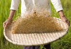 rice-harvest-4636750.jpg