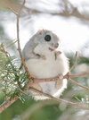 cute-animals-hokkaido-ezo-japan-22.jpg