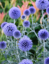 77376-veitchs-blue-globe-thistle.jpg