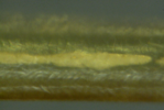 Nanowire-clot-1500x.png[1].png