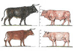 4. Auroch modern cow comp.jpg