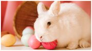 bunny-rabbit-1-5373093-1656367950264.jpg