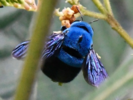 Cerulean Carpenter (Xylocopa caerulea).png