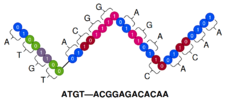 dna_coding.png