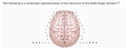 structure brain.jpg