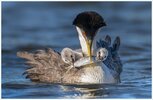 Web_A_1W_PeterShen_WesternGrebe_amateur_high-res.jpg