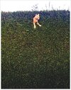 26._Freya_Sharpe_Jack_the_cat_stuck_in_the_hedge.jpg