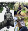 harpy eagle.jpg