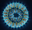 diatoms light.jpg