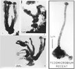 pedomicrobium bacteria murchison.jpg