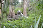 puma-en-la-cima-del-cerro.jpg