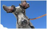 Am-I-a-moose-or-a-Great-Dane.jpg